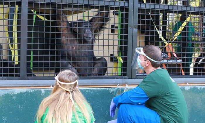 Mass chimpanzee transfer begins in effort to protect endangered species 